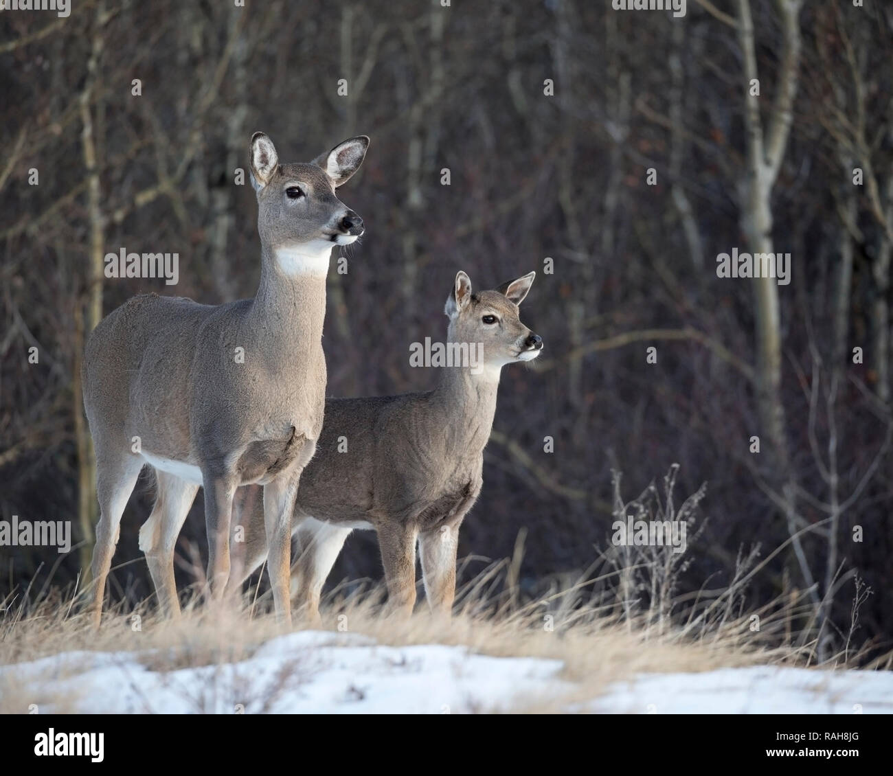 White-tailed Deer doe and fawn (Odocoileus virginianus) in late autumn on Nose Hill, Calgary, Canada Stock Photo