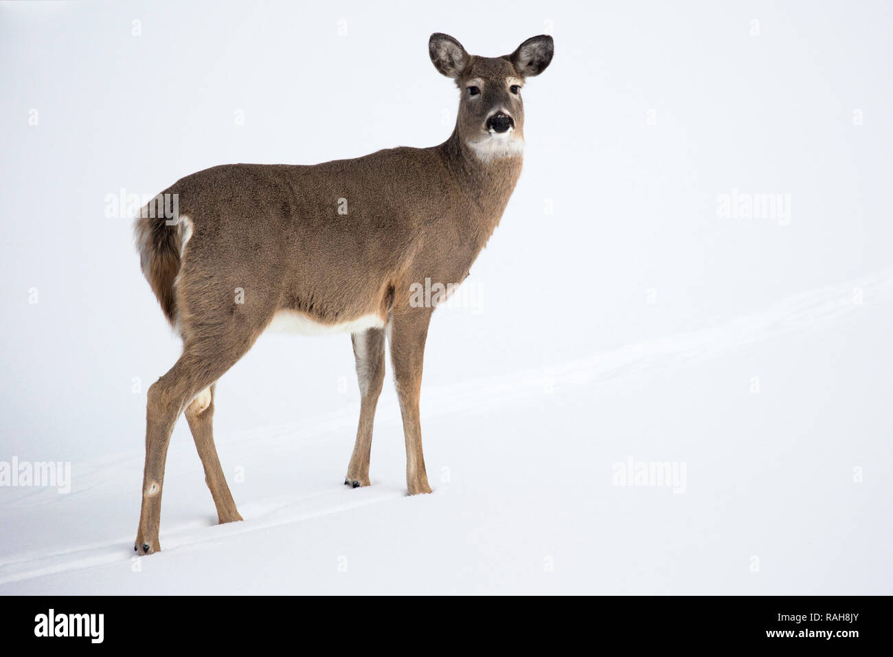 White-tailed Deer doe (Odocoileus virginianus) standing in snow covered field, Canada Stock Photo