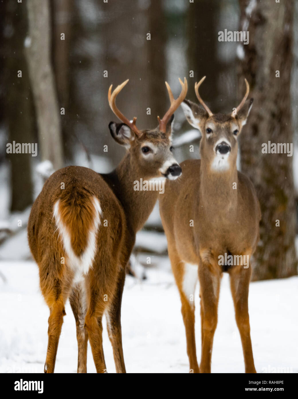 Two alert whitetail deer bucks standing in the snow on the edge of the Adirondack wilderness Stock Photo