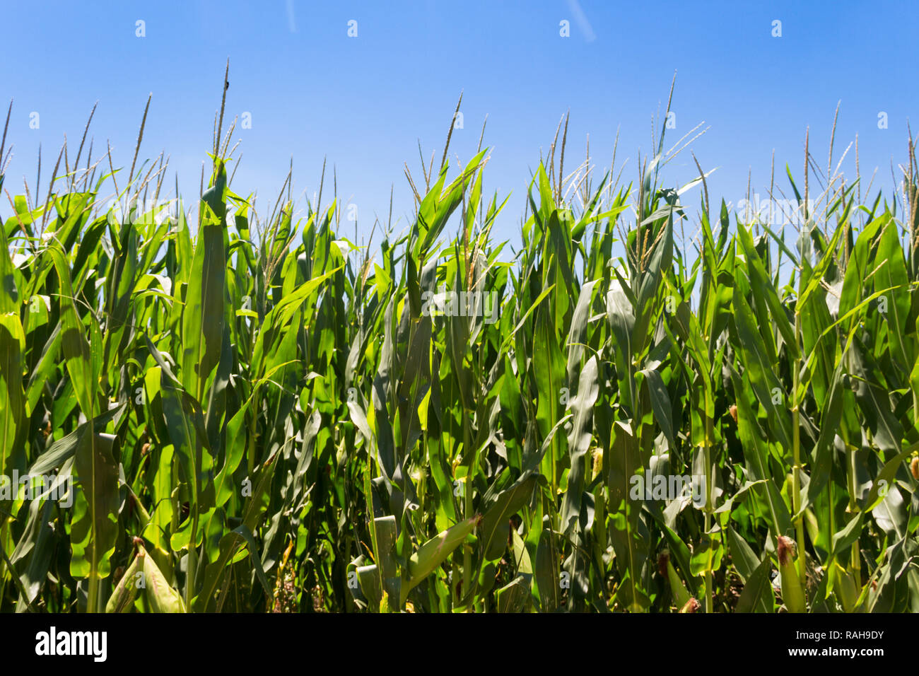 corn plantation in the summer of the Argentine countryside Stock Photo