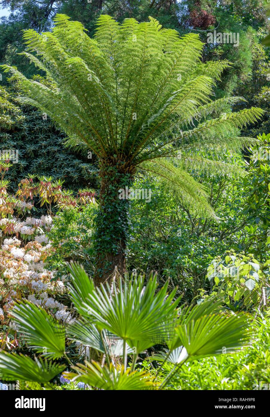 Tree fern (Cyatheales), Trelissick Garden, Feock, Cornwall, England, Great Britain Stock Photo