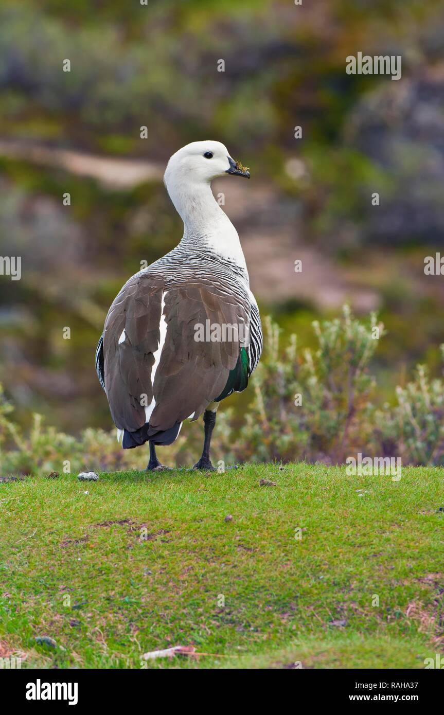 Upland Or Magellan Goose Chloephaga Picta Male Tierra Del Fuego Upland Or Magellan Goose Chloephaga Picta Male Tierra Del Fuego