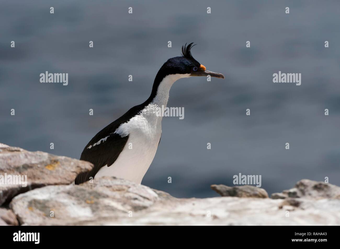 Imperial Shag, formerly Blueeyed or King Cormorant (Phalacrocorax