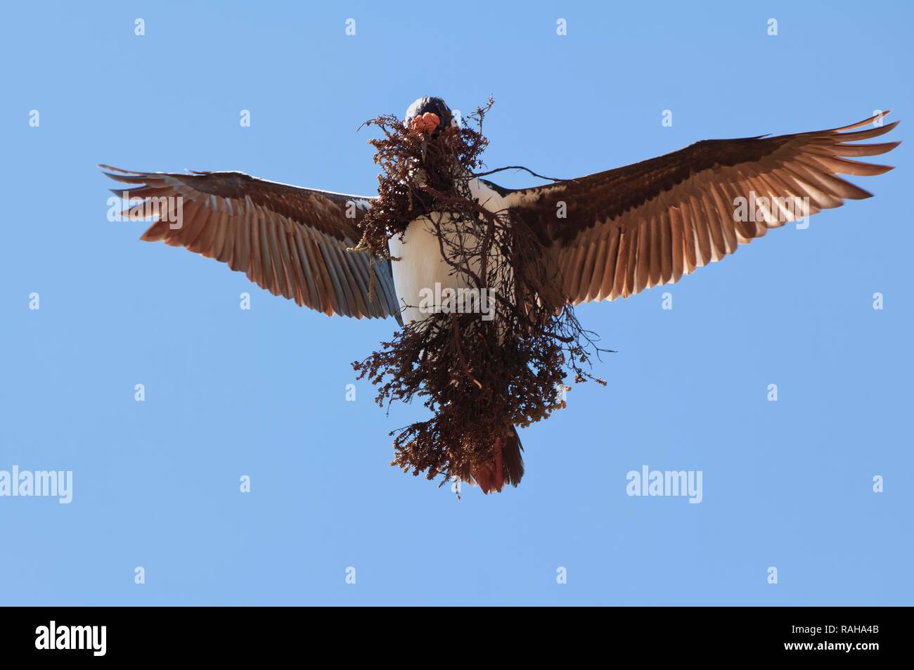 Imperial Shag, formerly Blue-eyed or King Cormorant (Phalacrocorax atriceps) flying with nesting material, Saunders Island Stock Photo