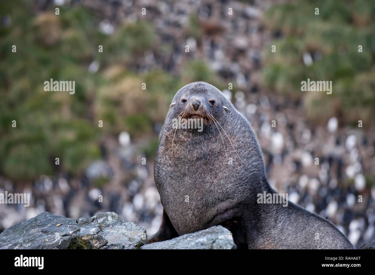 Antarctic Fur Seal (Arctocephalus gazella), Cooper Bay, South Georgia Island Stock Photo