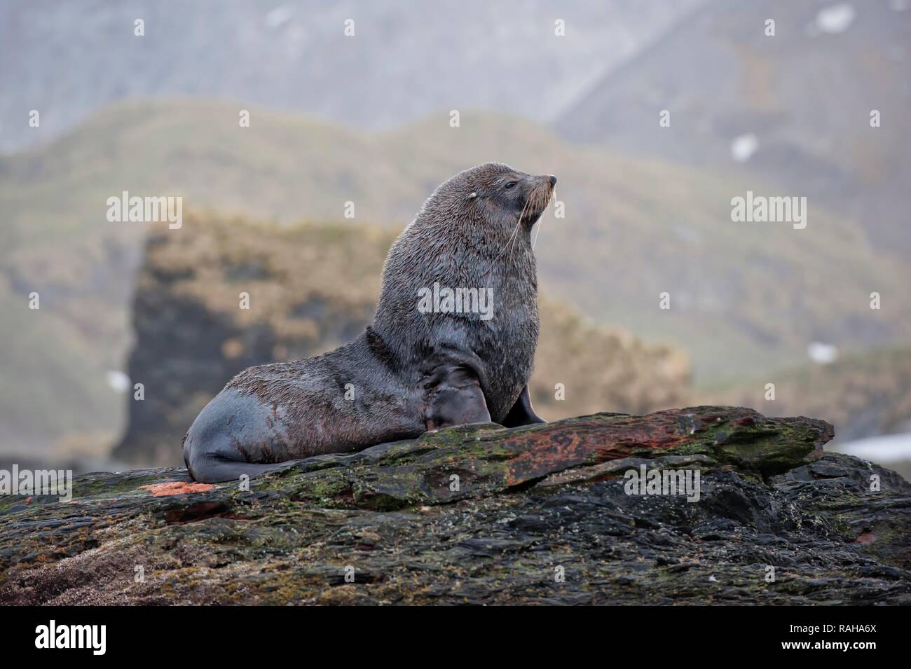 Antarctic Fur Seal (Arctocephalus gazella), Cooper Bay, South Georgia Island Stock Photo