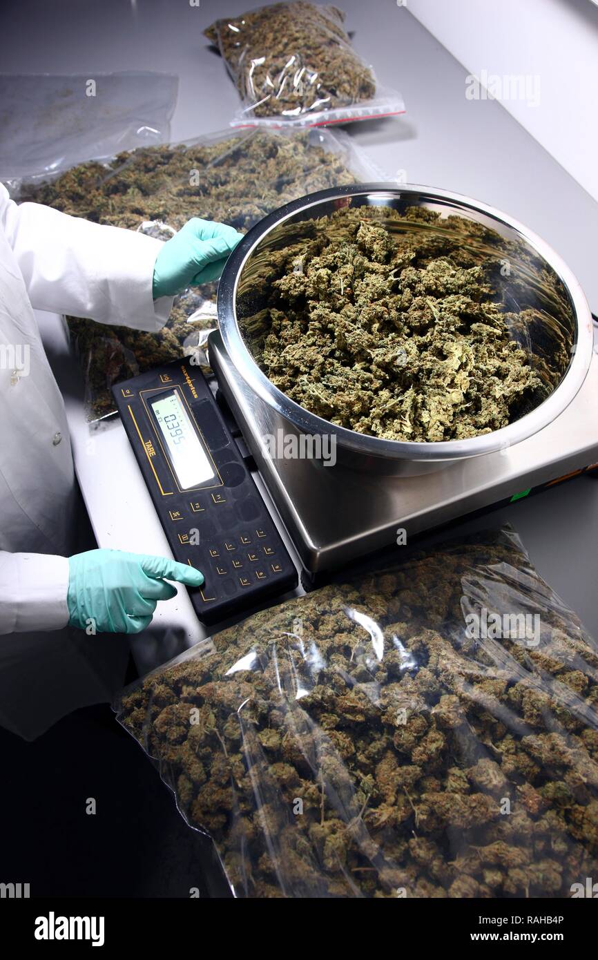 Kriminaltechnisches Institut, KTI, Forensic Science Institute, department of narcotics and toxicology, marijuana, cannabis is Stock Photo