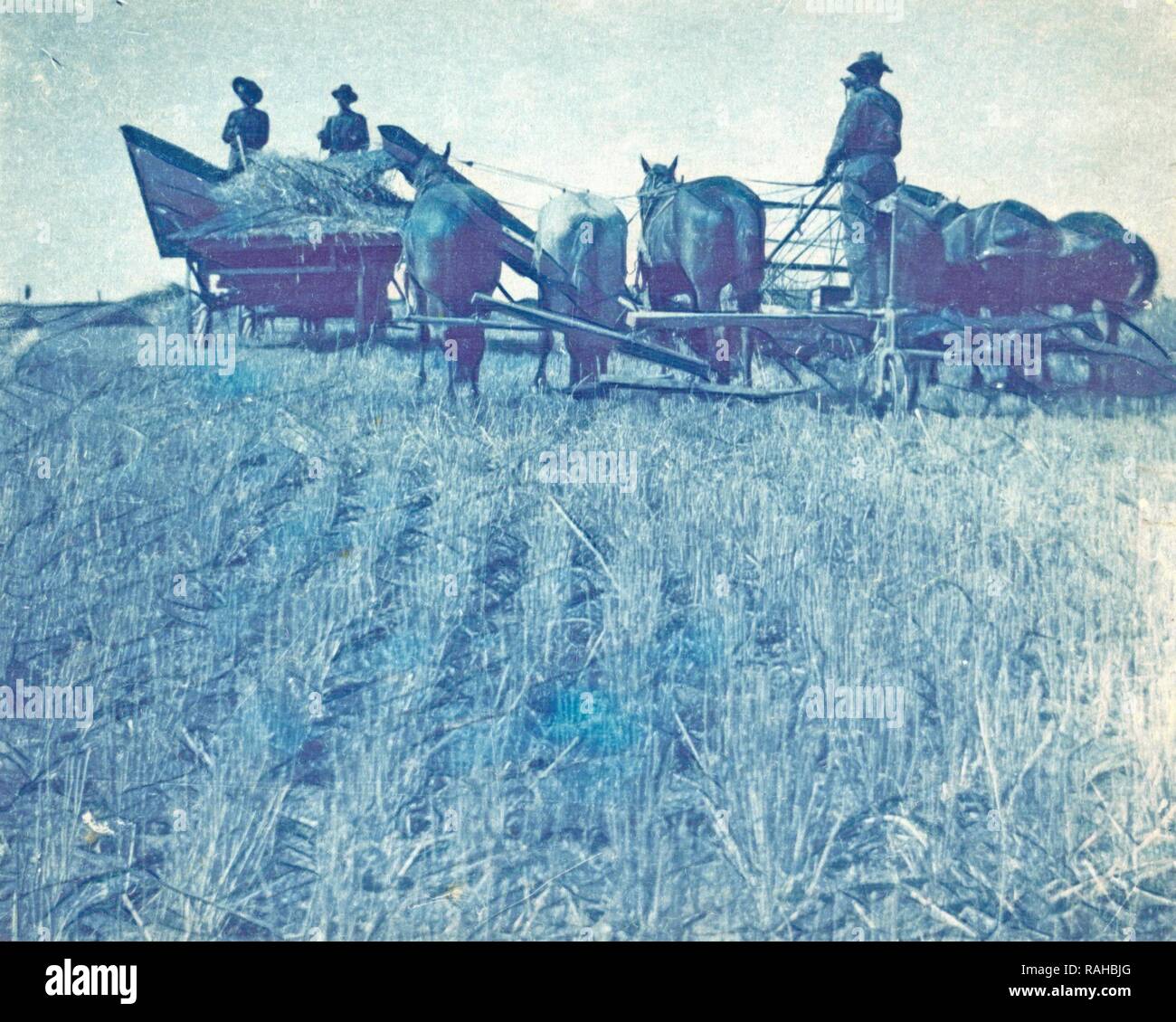 Farmers with a combine harvester pulled by horses, Anonymous, c. 1905