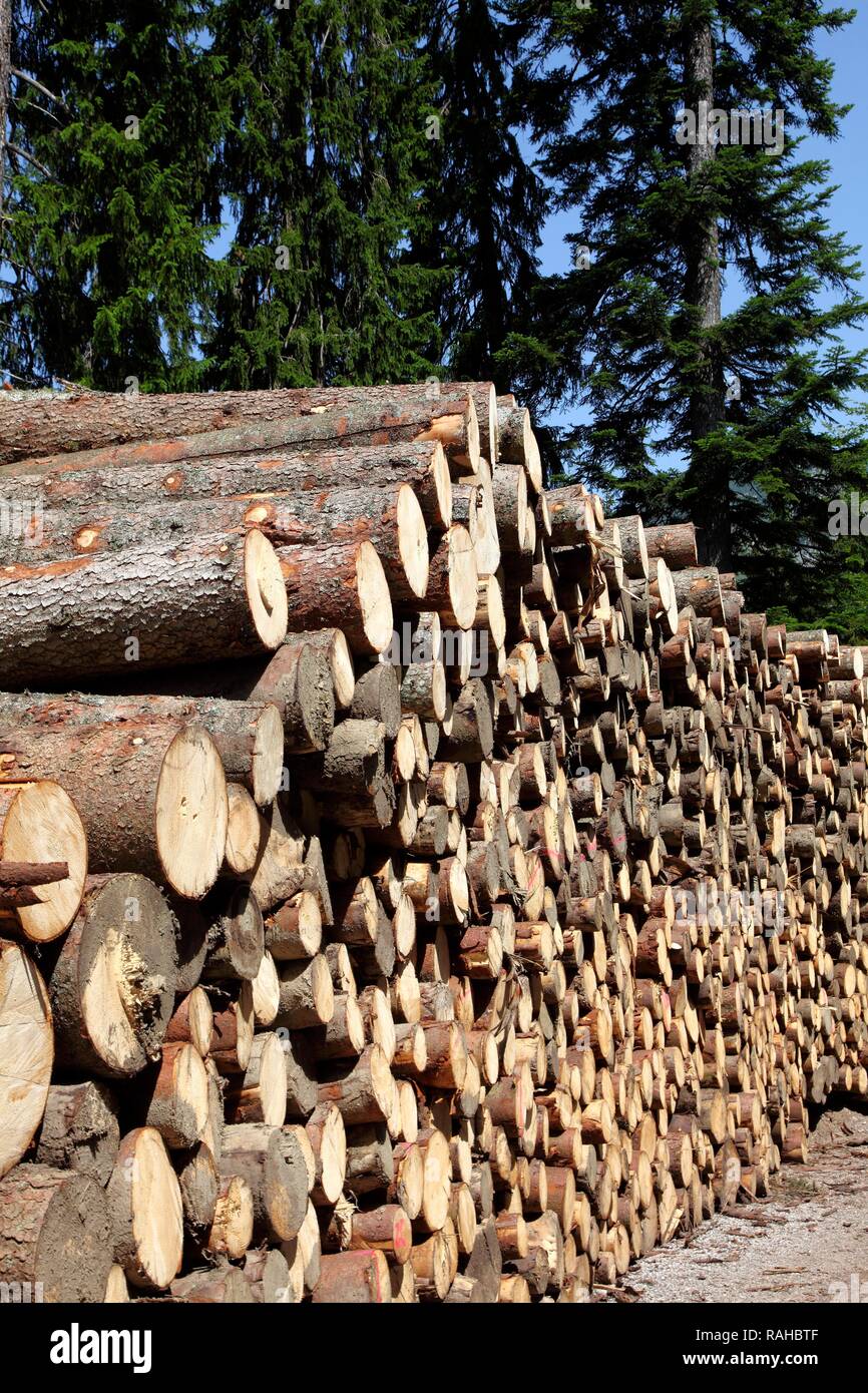 Wood pile, cut trees, tree trunks piled up in the woods waiting to be picked up for further processing, forestry, Spitzingsee Stock Photo