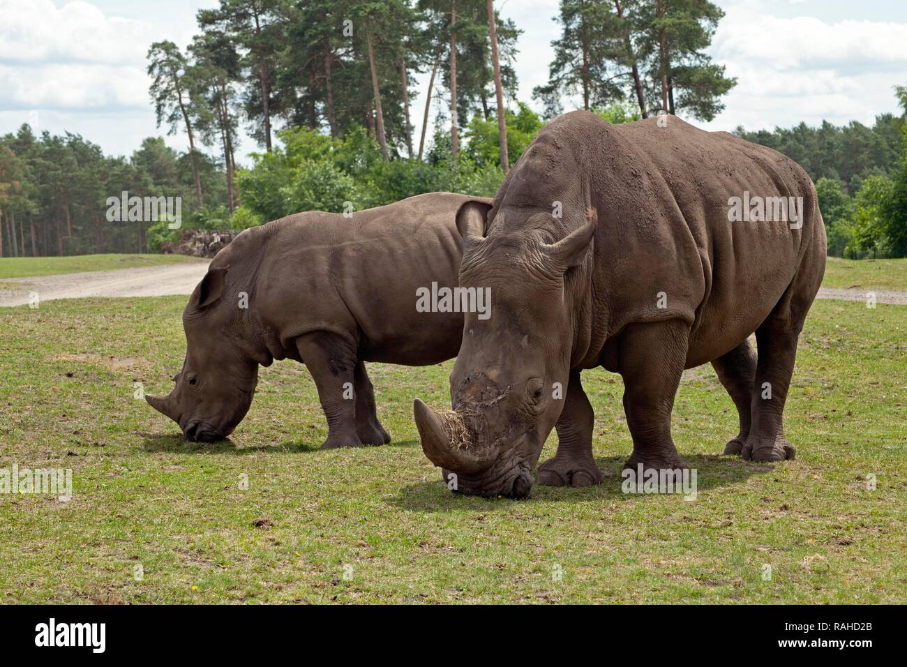 White rhinoceroses or Square-lipped rhinoceroses (Ceratotherium simum), Serengeti Park, Hodenhagen, Lower Saxony Stock Photo