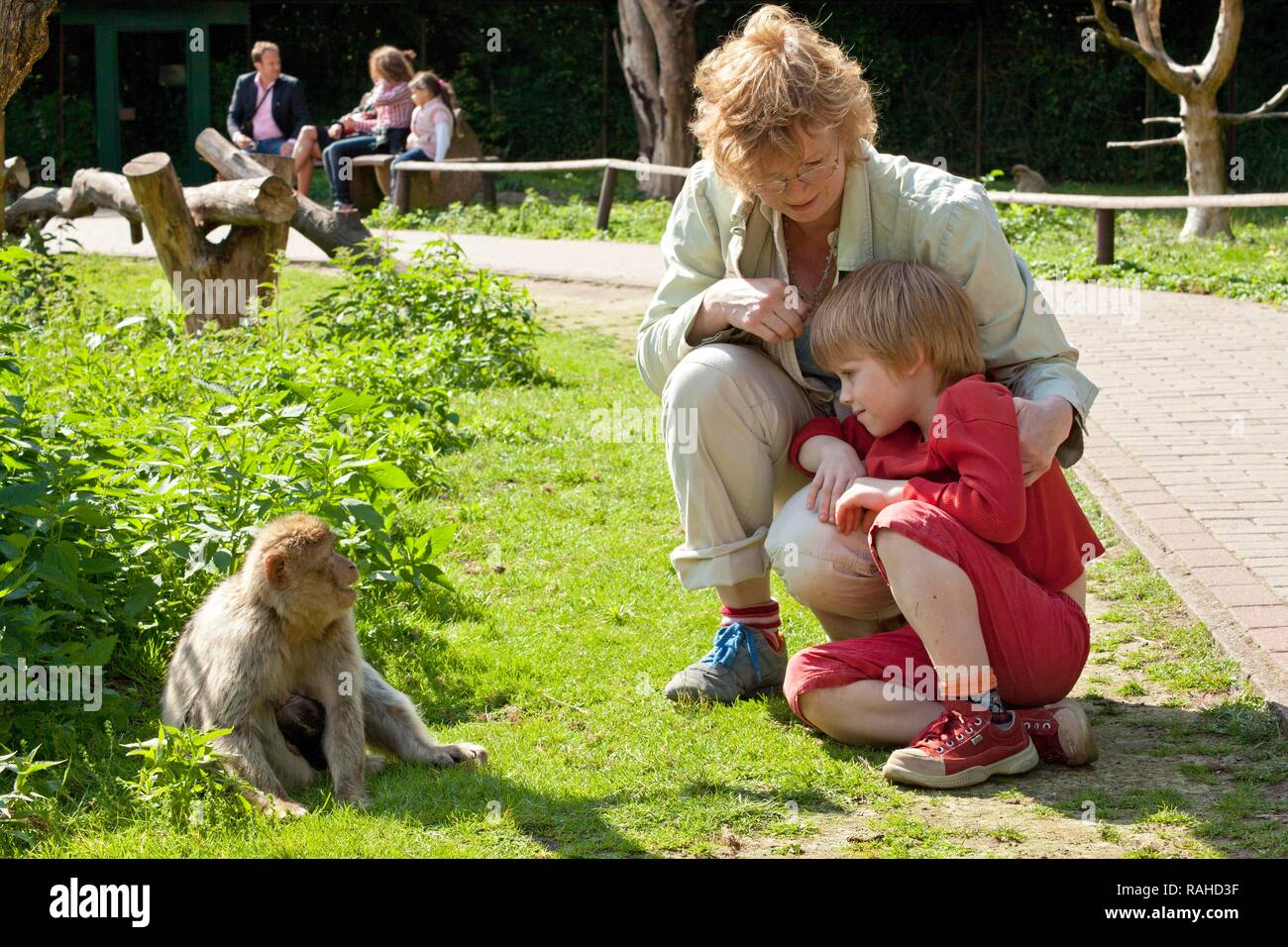 Mother and son watching a Barbary macaque (Macaca sylvanus), Serengeti Park, Hodenhagen, Lower Saxony Stock Photo