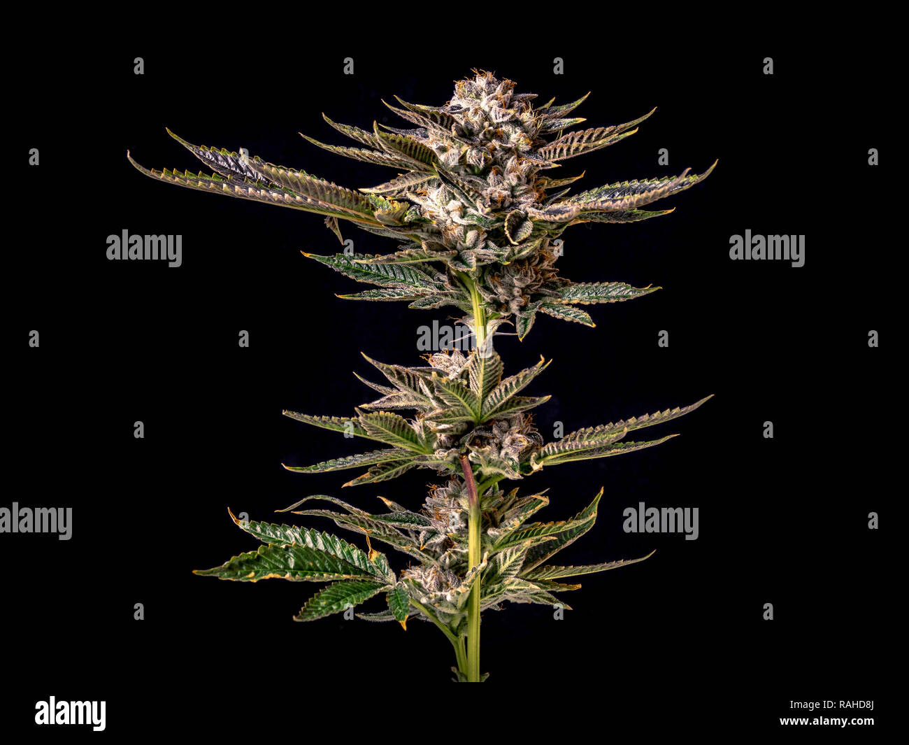 Beautiful cannabis grown indoors diplayed in studio lighting with green and purple colors Stock Photo