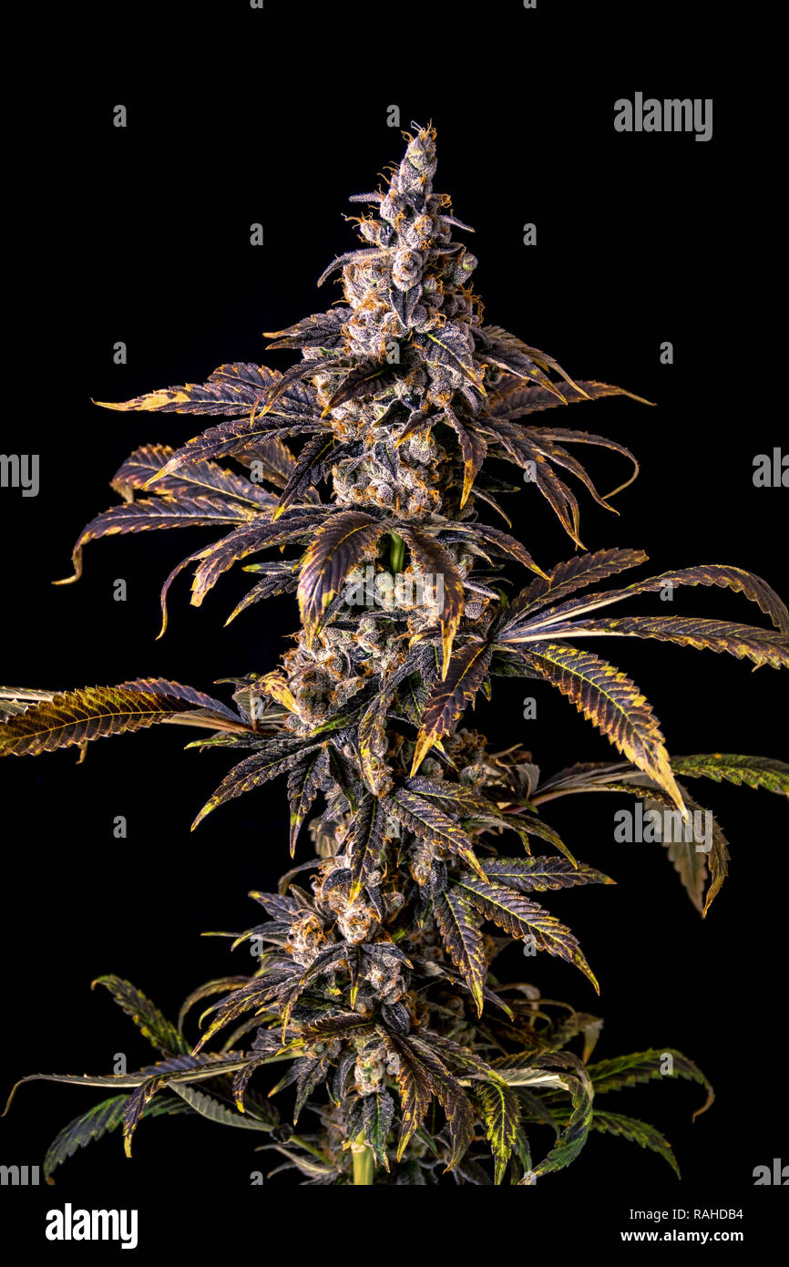 Vibrant colors on Marijuana brach with dark background and studio lighting Stock Photo