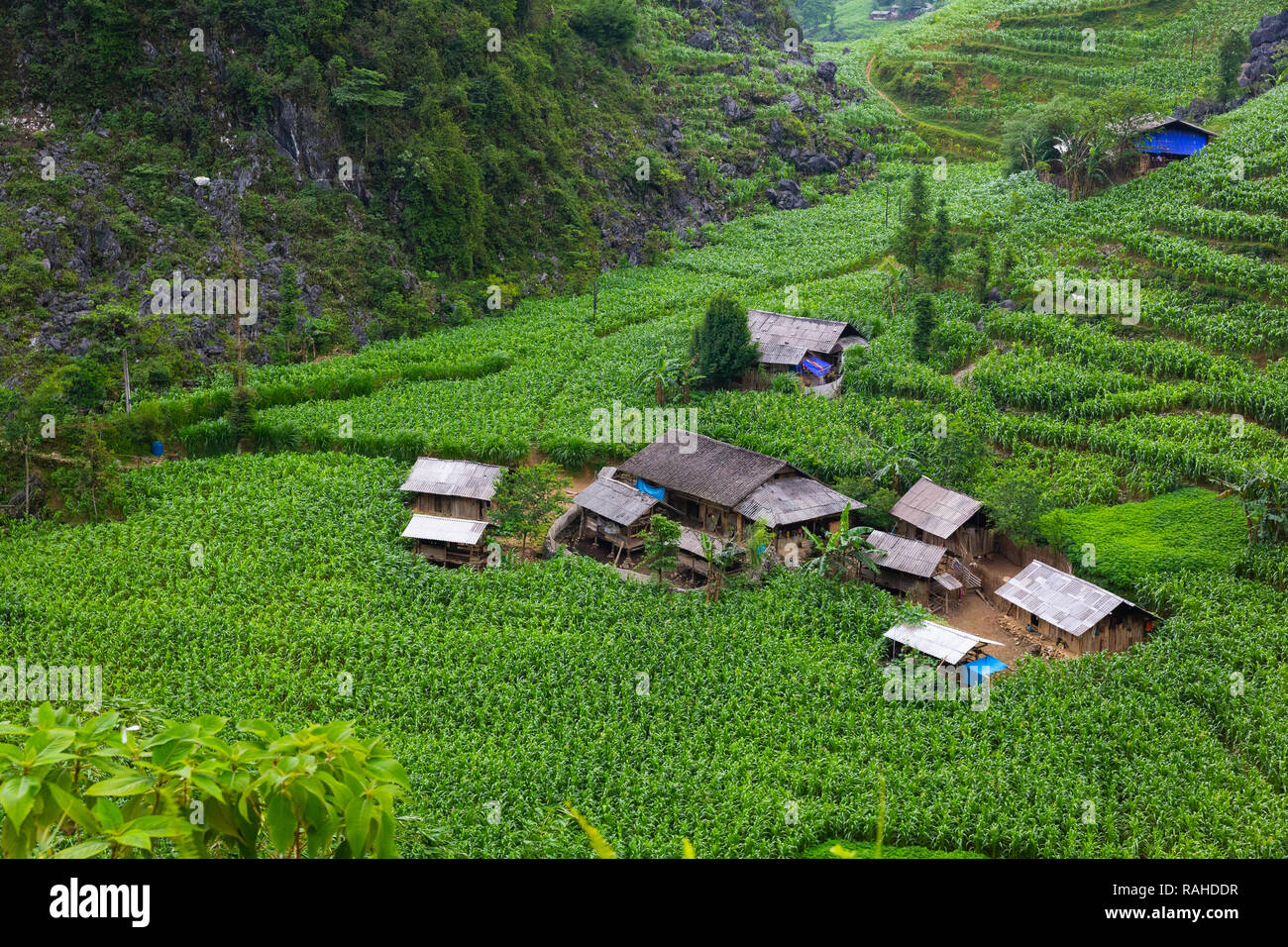 Small mountain village surrounded by a field of corn.Ha Giang Loop, Ha Giang Province, Vietnam, Asia Stock Photo