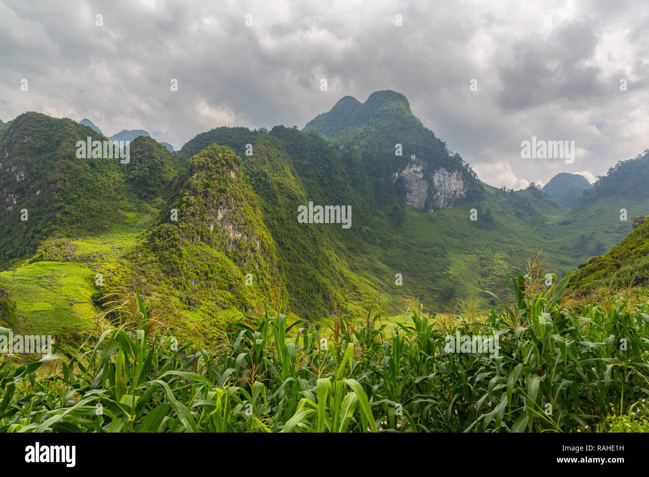 Vietnamese green mountains surrounded by fields of corn. Ha Giang Loop, Ha Giang Province, Vietnam, Asia Stock Photo