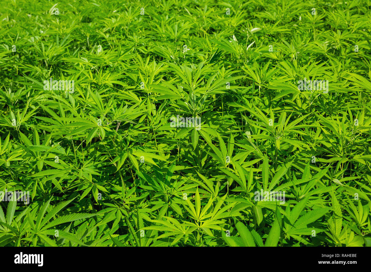 Field of Marijuana growing near the Ha Giang Loop, Ha Giang Province, Vietnam, Asia Stock Photo