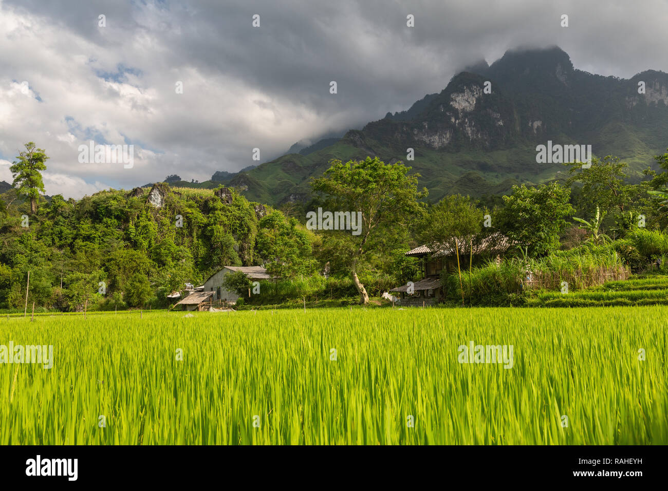 Small mountain farmhouse and rice patty. Ha Giang Loop, Ha Giang Province, Dong Van, Vietnam, Asia Stock Photo