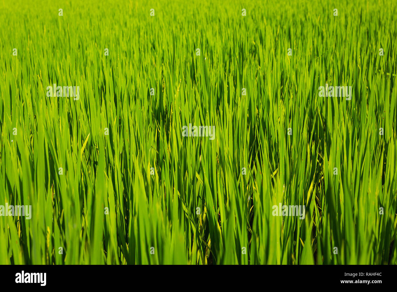 Close up photo of a rice patty, Ha Giang Loop, Ha Giang Province, Dong Van, Vietnam, Asia Stock Photo