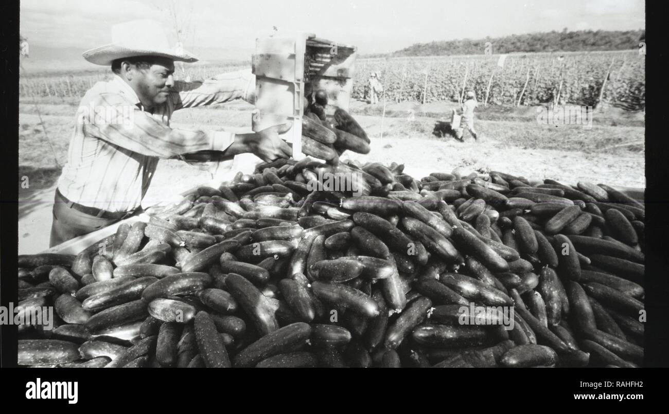A MAN PUTTING SOME FRUITS OF HIS LABOR TOGETHER Stock Photo Alamy