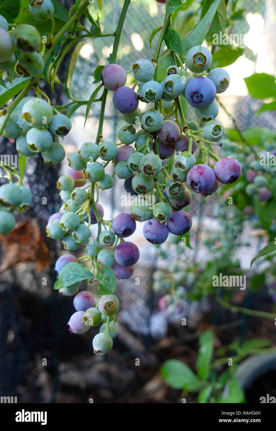 Ripening Blueberries Stock Photos & Ripening Blueberries Stock Images