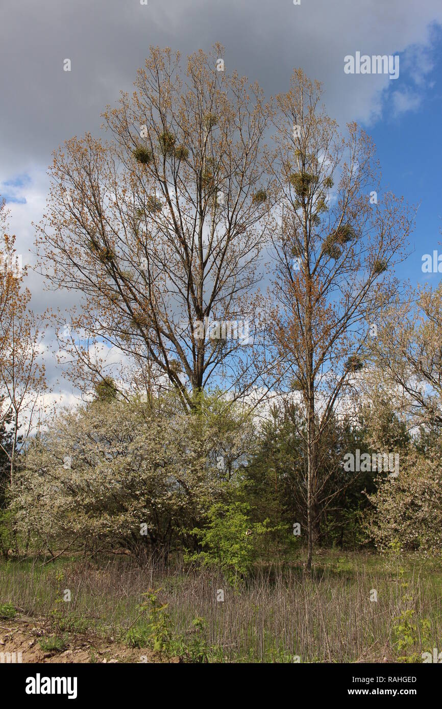 Blossom trees during Spring, Poland Stock Photo Alamy