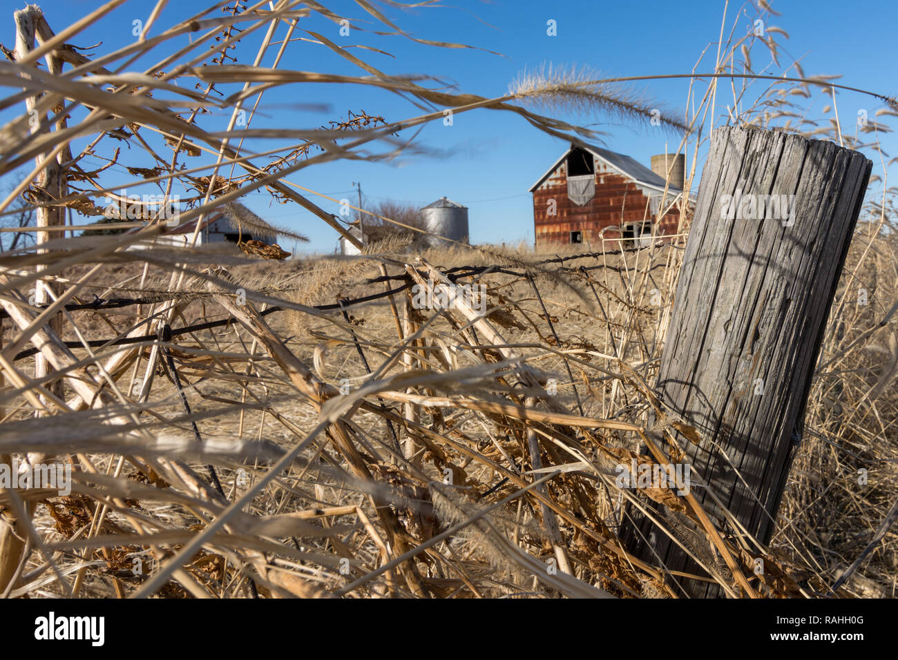 Grass and hay blowing in the wind along an old barbed wire fence in rural  Marshall county. Farm buildings and barn behind Stock Photo - Alamy