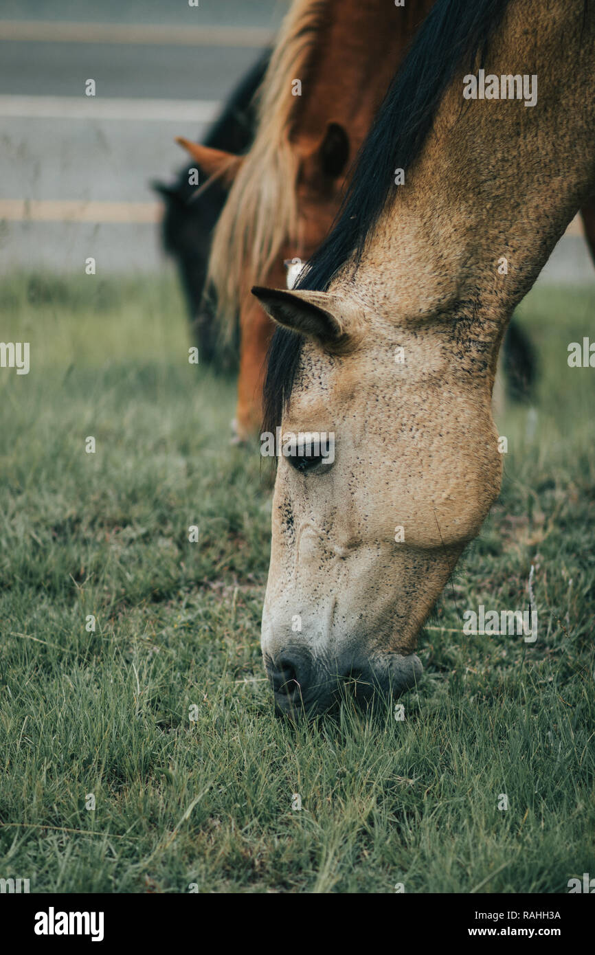 Horses Grazing Stock Photo