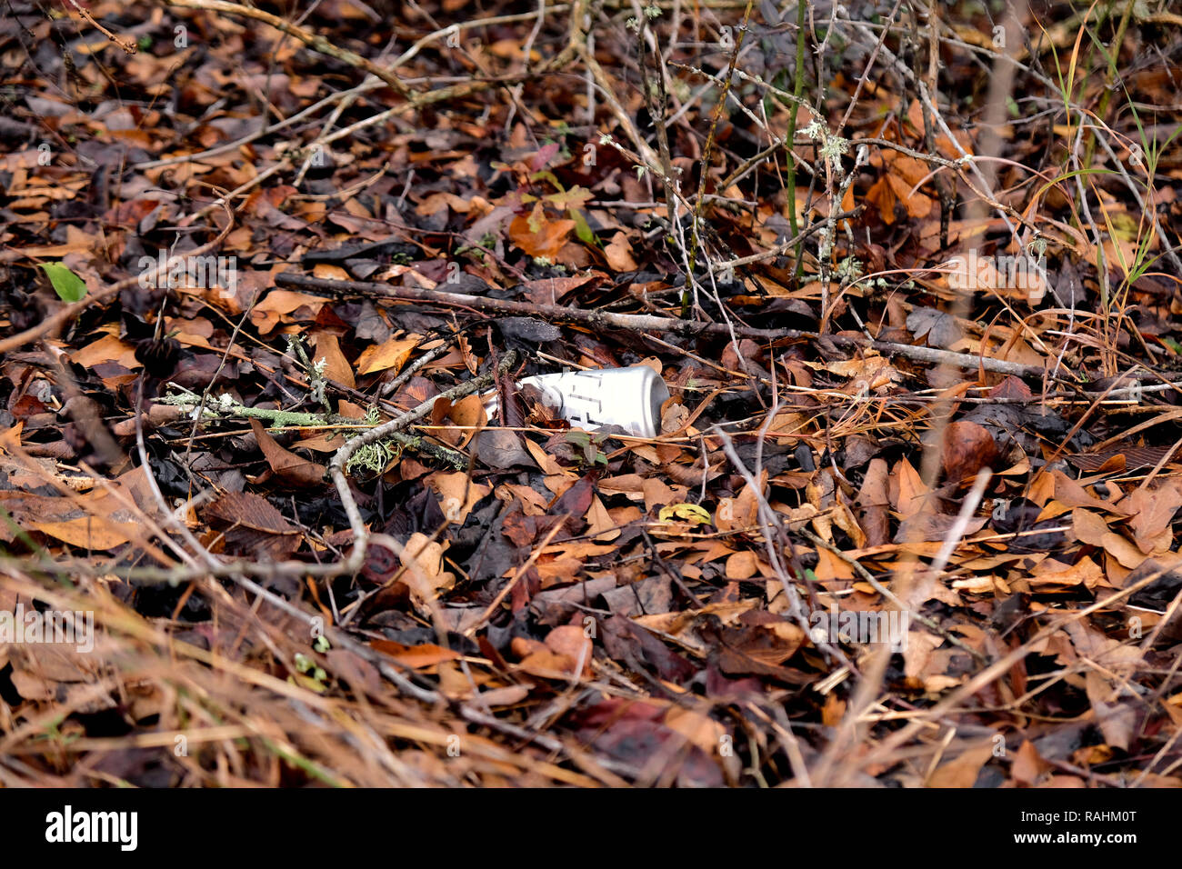 Empty beer can thrown on the ground amid leaves in nature; aluminum pollution; trash in nature. Stock Photo