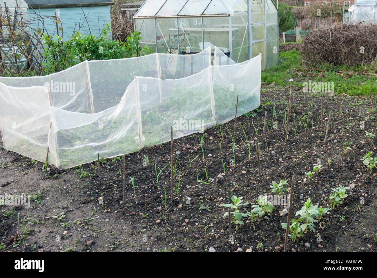 Growing vegetables in the winter on an allotment with broad beans, onions, carrots in carrot fly netting and a row of winter growing peas behind. Stock Photo