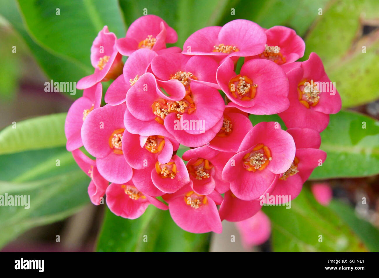 Euphorbia Hybrid ( Lipstick ) Stock Photo