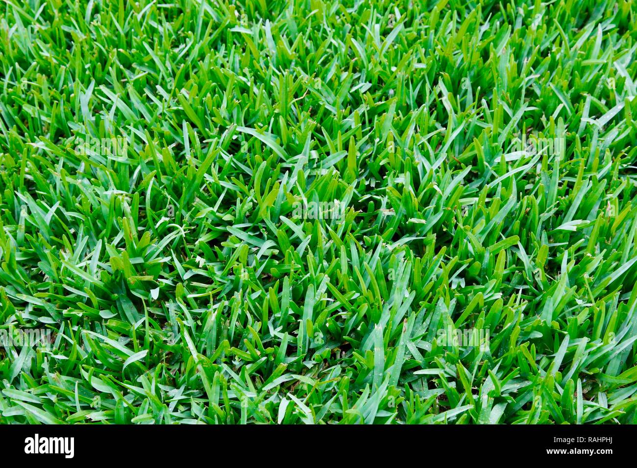 Lawn patterns hi-res stock photography and images - Alamy