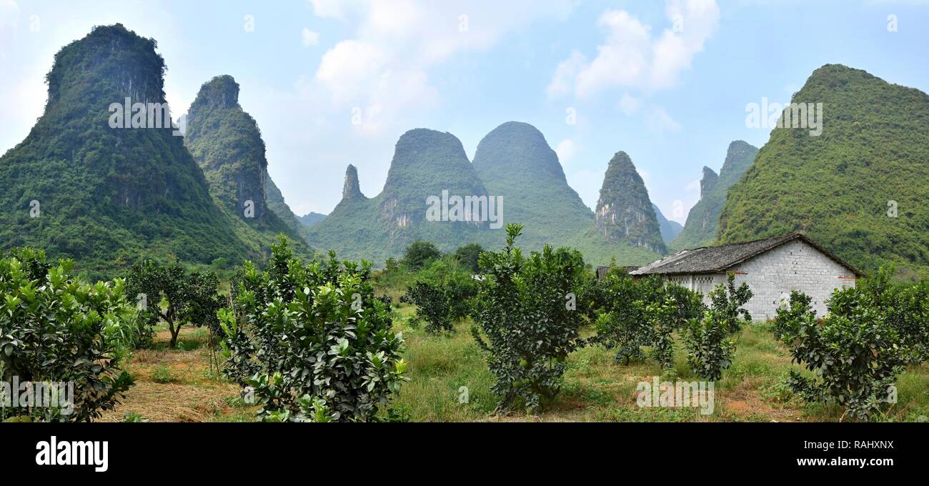 The Shaddock trees ,Citrus maxima, grow plentifully in Yangshuo region in Guangxi Zhuang Autonomous Region in China. Stock Photo