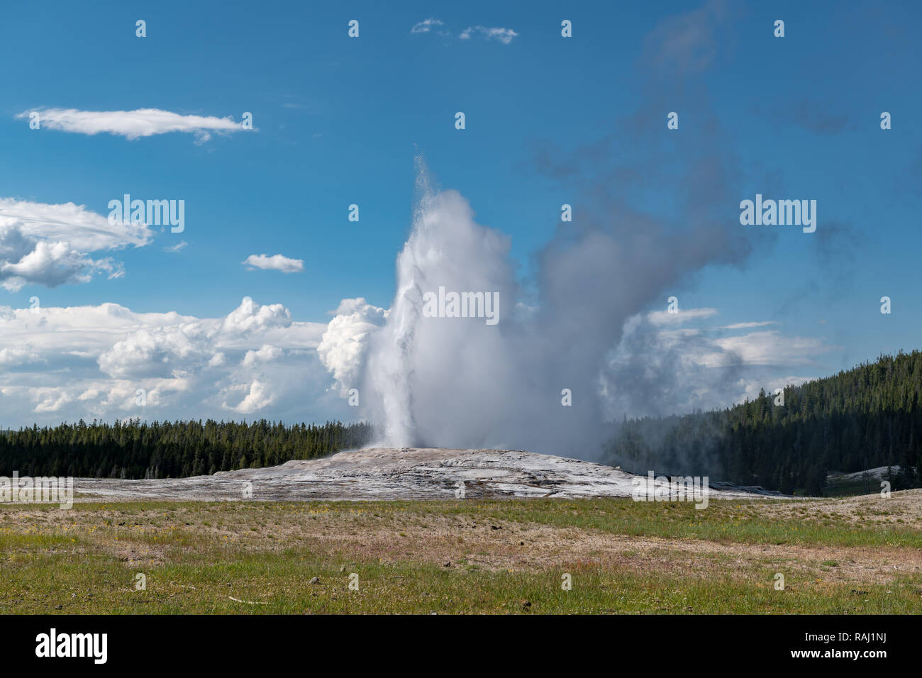 Eruption of Old Faithful geyser at Yellowstone National Park USA Stock ...