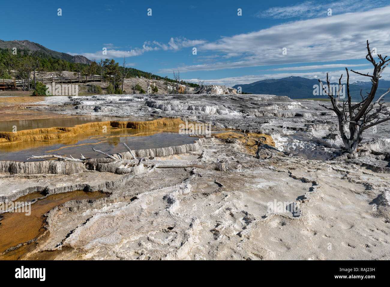 Mammoth Hot Springs is a large complex of hot springs on a hill of travertine in Yellowstone National Park. Wyoming, USA Stock Photo