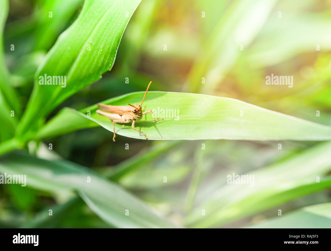 Grasshopper And Ant Stock Photos & Grasshopper And Ant Stock Images - Alamy