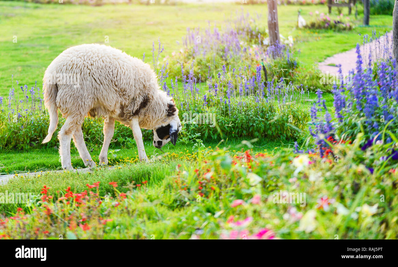 Sheep farm garden / beautiful flowre garden farm sheep grazing grass on ...