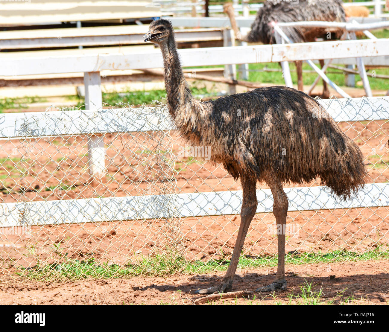 Emu walking eating in farm / Emu or ostrich large bird on cage zoo in the wildlife sanctuary - Common wild emu bird (Dromaius novaehollandiae) Stock Photo