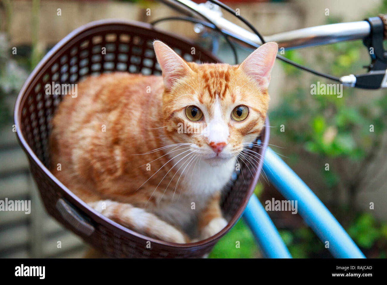 Cat on bike's basket Stock Photo Alamy