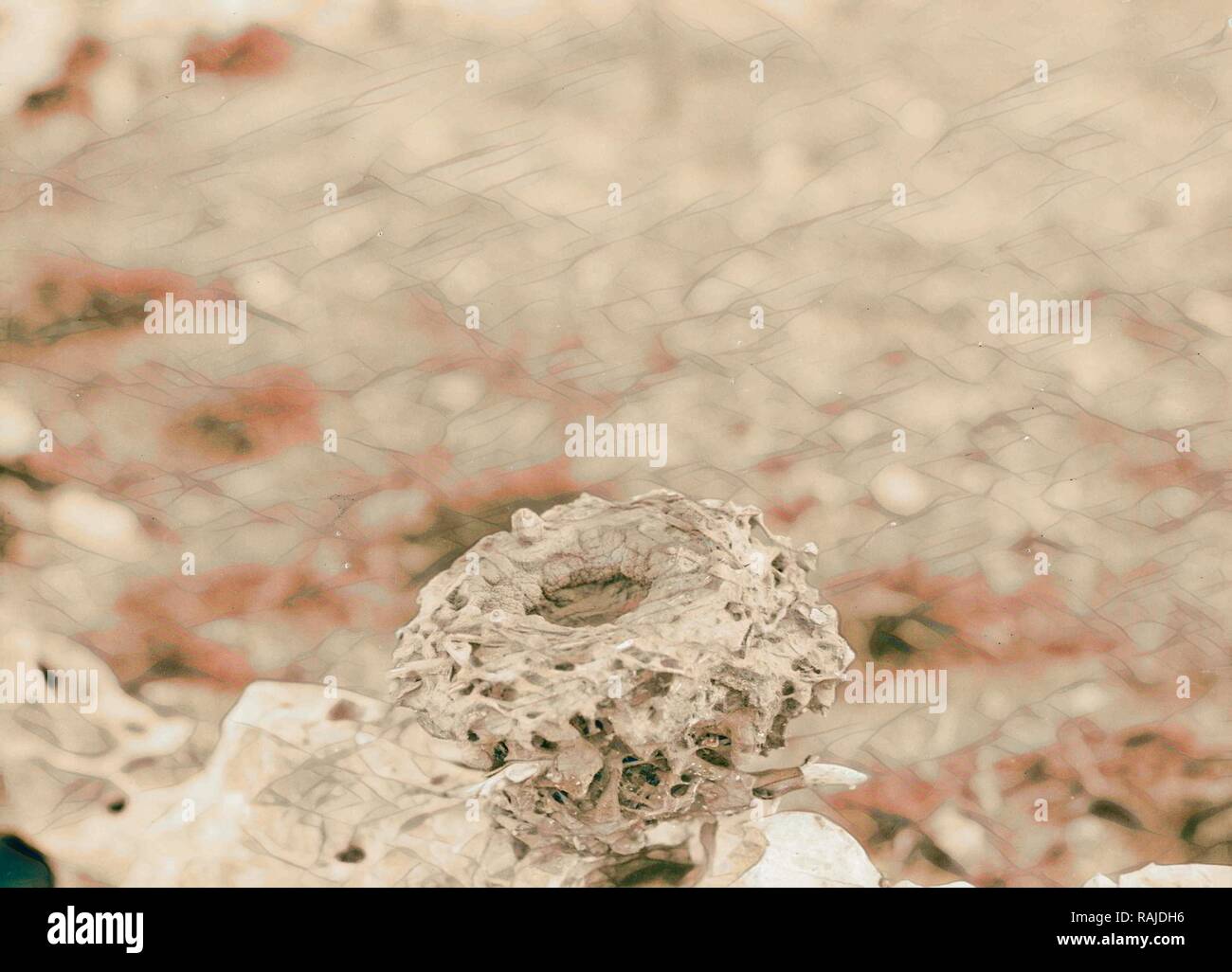 Geology. Petrified bird's nest. An unusual specimen showing marks of