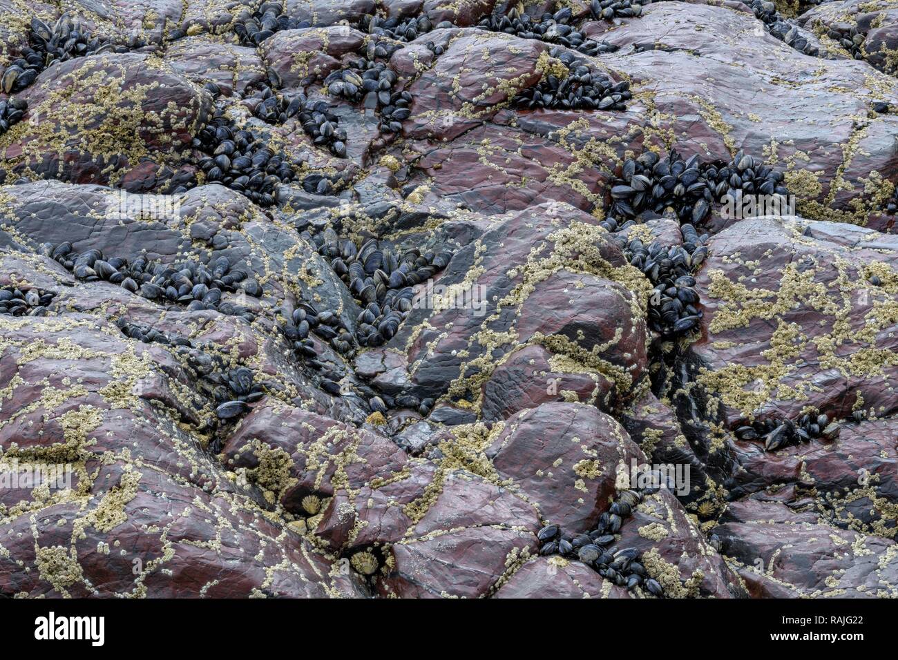 Mytilus (Mytilidae) and Barnacles (Balanidae) on red rocks, Kynance Cove, Cornwall, England, Great Britain Stock Photo