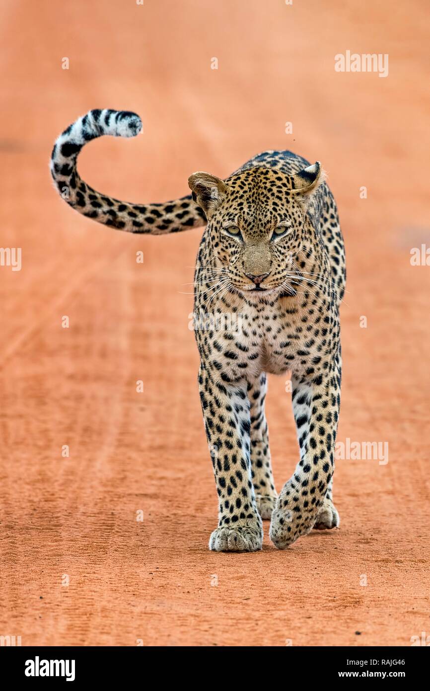 Leopard (Panthera pardus) stands on sand track, Tsavo West National Park, Kenya Stock Photo