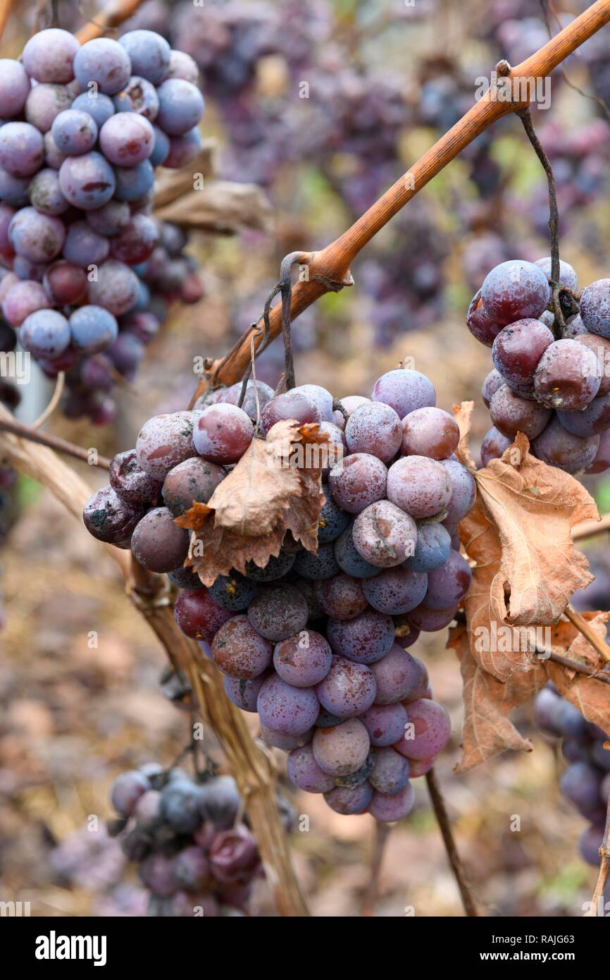 Trollinger grapes that are no longer harvested, Gemmrigheim am Neckar, Baden-Württemberg, Germany Stock Photo
