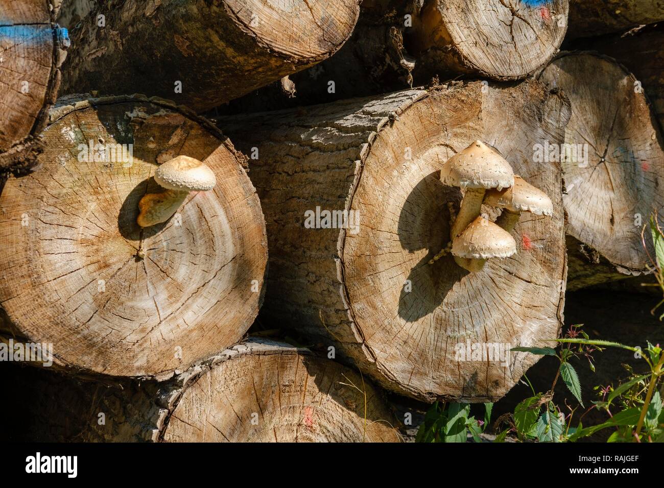 Pholiota populnea (Hemipholiota populnea) on cut tree trunks of poplar, Upper Bavaria, Bavaria, Germany Stock Photo