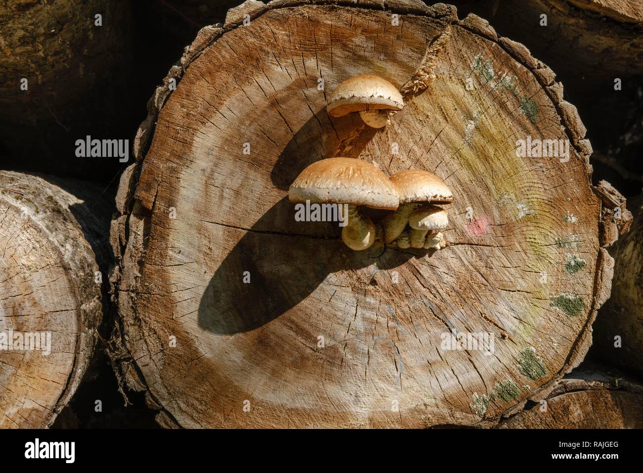 Pholiota populnea (Hemipholiota populnea) to tree trunk of poplar, Upper Bavaria, Bavaria, Germany Stock Photo