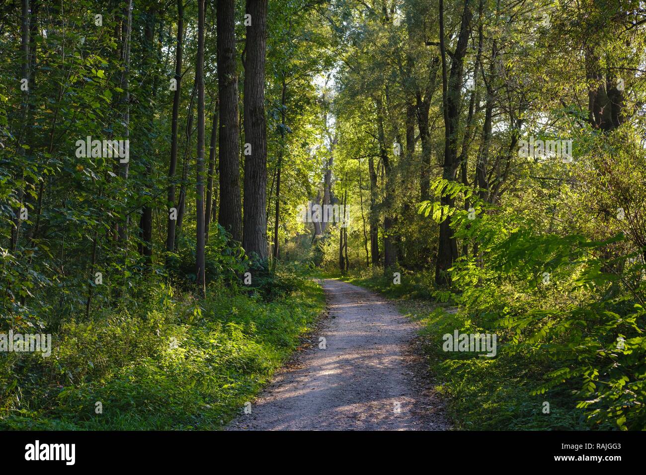 Hiking trail in Isarauen, Freising, Upper Bavaria, Bavaria, Germany Stock Photo