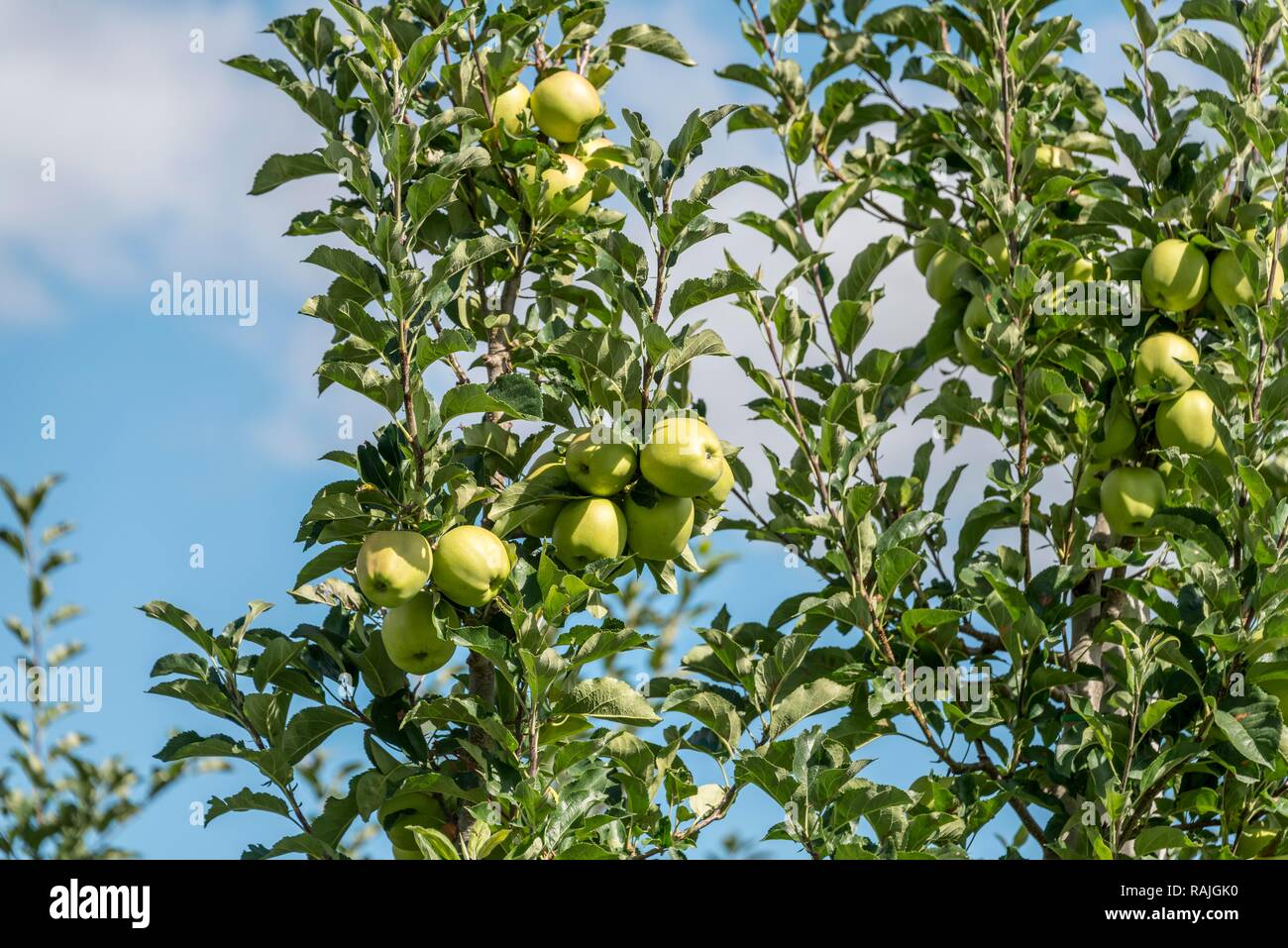 Apples growing trees hires stock photography and images Alamy