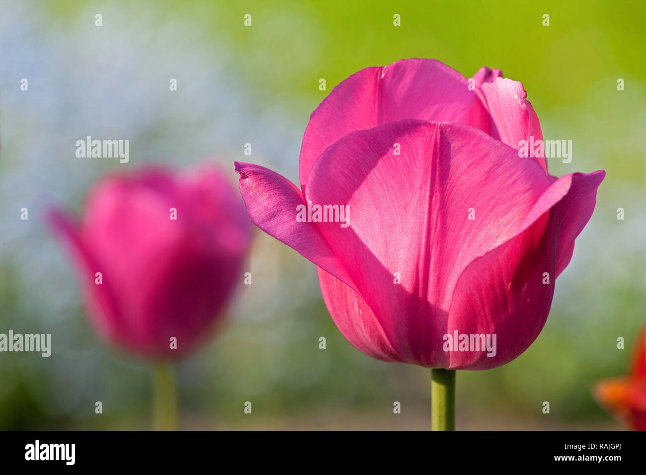 Pink tulips (Tulipa) Stock Photo
