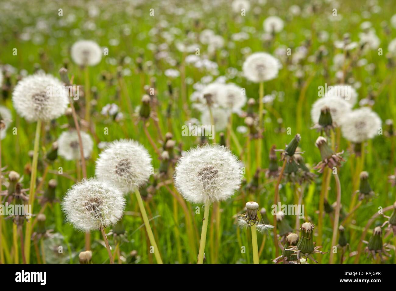 Dandelion clocks, blowballs on a meadow Stock Photo