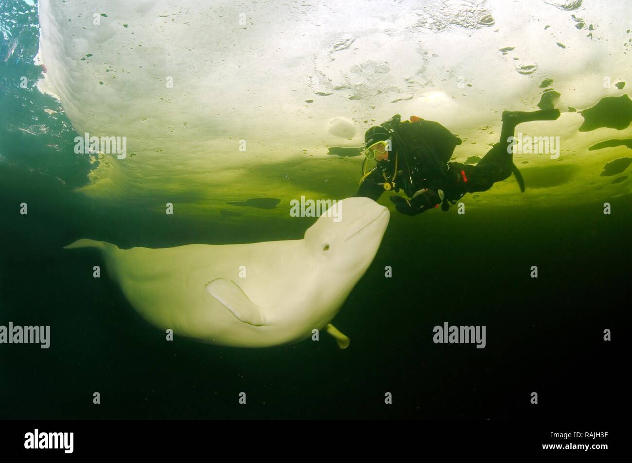 Diver and Beluga, White whale (Delphinapterus leucas), ice-diving, White Sea, north Russia, Arctic Stock Photo