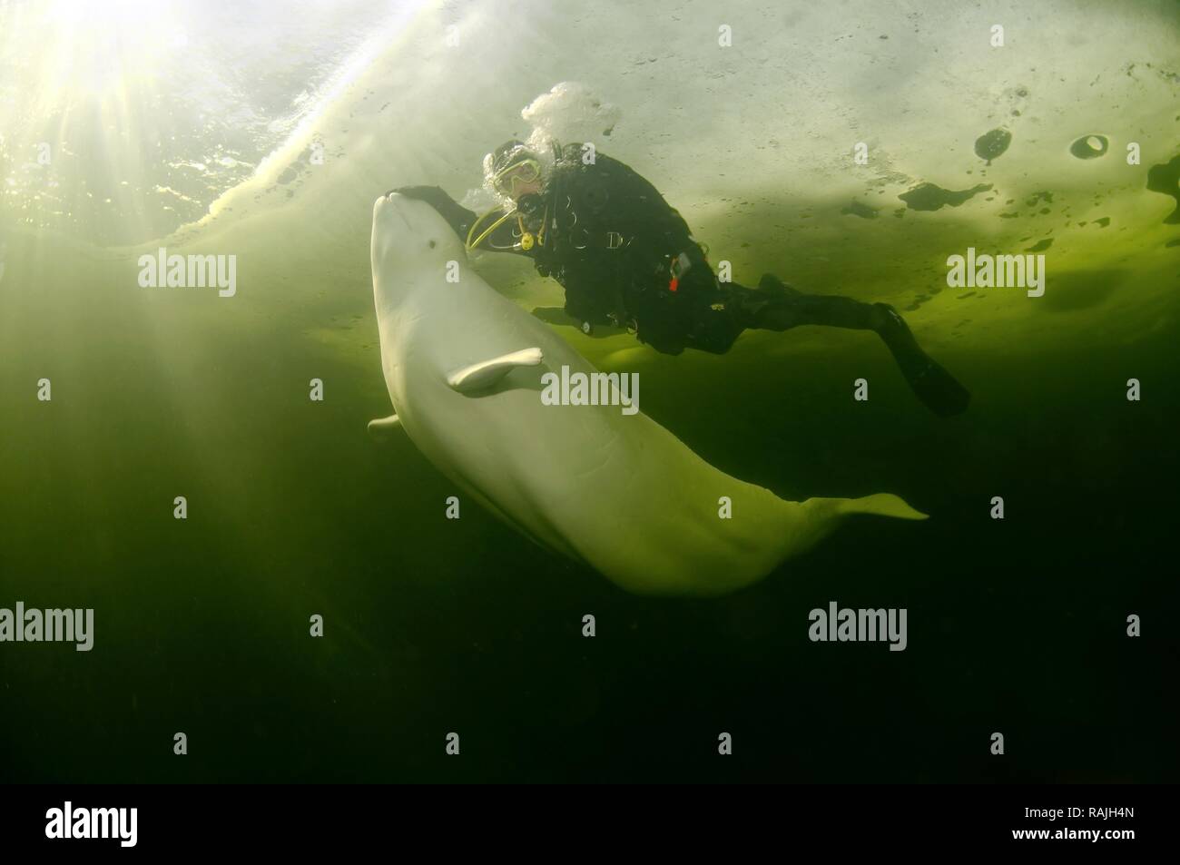 Diver, ice-diving, and Beluga, White whale (Delphinapterus leucas), White Sea, Karelia, Russia, Arctic Stock Photo